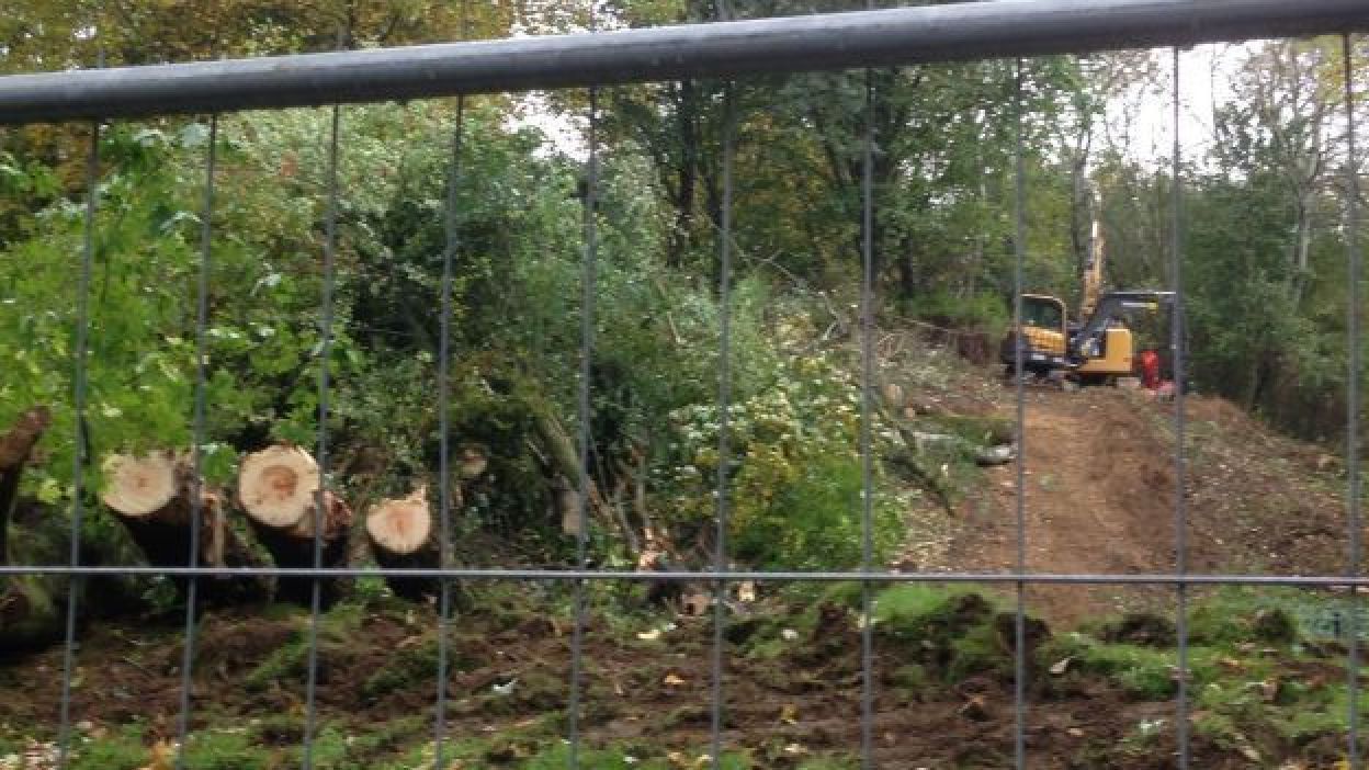 De nouveaux arbres abattus à La Plaine : le PTB interpellera la majorité Ecolo-PS au conseil communal ce jeudi